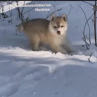 LILO (RED GIRL ), a female Siberian Husky for sale in Greensboro, NC – Photo 6 of 7