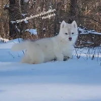 LILO (RED GIRL ), a female Siberian Husky for sale in Greensboro, NC – Photo 1 of 7