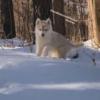 LILO (RED GIRL ), a female Siberian Husky for sale in Greensboro, NC – Photo 2 of 7