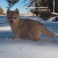 LILO (RED GIRL ), a female Siberian Husky for sale in Greensboro, NC – Photo 4 of 7