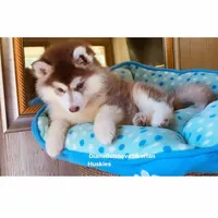 DARK RED BOY , a male Siberian Husky for sale in Greensboro, NC – Photo 8 of 8