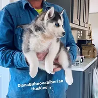 DRACULA ( BLUE EYED BOY ) , a male Siberian Husky for sale in Greensboro, NC – 5 of 6