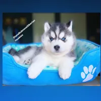 Black/white BLUE EYED BEAR BOY , a male Siberian Husky for sale in Greensboro, NC – 3 of 5