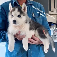 DRACULA ( BLUE EYED BOY ) , a male Siberian Husky for sale in Greensboro, NC – 2 of 6
