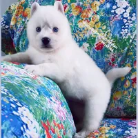 “ SIMBA “ BLUE EYED PURE WHITE BOY , a male Siberian Husky for sale in Greensboro, NC – 7 of 8