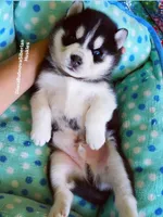 Black/White Boy ( one blue/one brown eye ) , a male Siberian Husky for sale in Greensboro, NC – 6 of 7