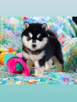 BEAR GIRL ( One Blue/One Brown eye ) , a female Siberian Husky for sale in Greensboro, NC – 8 of 10
