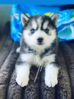 “ DIAMOND  “ BLUE EYED GIRL , a female Siberian Husky for sale in Greensboro, NC – 5 of 7