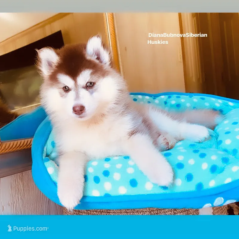 DARK RED BEAR GIRL ( Green/Amber Eyes )  – Siberian Husky puppy for sale in Greensboro, NC