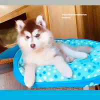 DARK RED BEAR GIRL ( Green/Amber Eyes ) , a female Siberian Husky for sale in Greensboro, NC – 1 of 7