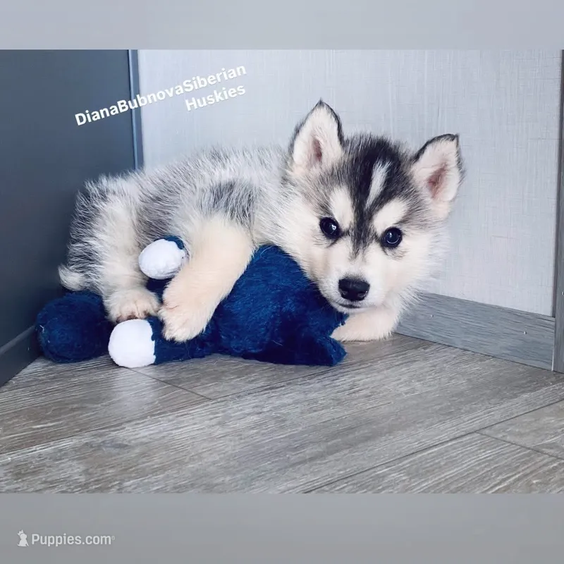 BLACK /WHITE ( BOY )  – Siberian Husky puppy for sale in Greensboro, NC