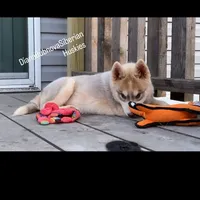 ROLEX ( RED BOY ) , a male Siberian Husky for sale in Greensboro, NC – 2 of 10