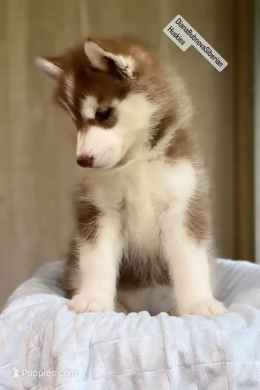 FIRE ( DARK RED BOY )  – Siberian Husky puppy for sale in Greensboro, NC