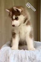 FIRE ( DARK RED BOY ) , a male Siberian Husky for sale in Greensboro, NC – 1 of 5