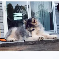 BLACK/WHITE GIRL , a female Siberian Husky for sale in Greensboro, NC – 2 of 10