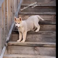 ROLEX ( RED BOY ) , a male Siberian Husky for sale in Greensboro, NC – 6 of 10