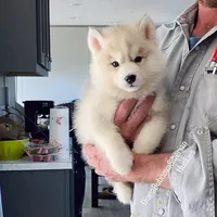 SILVER BOY , a male Siberian Husky for sale in Greensboro, NC – 3 of 5