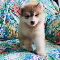 RED BEAR GIRL ( Green/Amber eyes) , a female Siberian Husky for sale in Greensboro, NC – 4 of 9