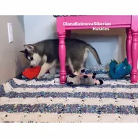 GIRL ( BLACK /WHITE ) , a female Siberian Husky for sale in Greensboro, NC – 4 of 4