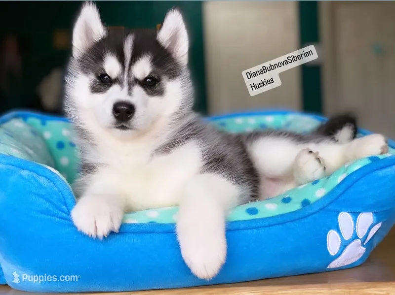 Black /White Girl  – Siberian Husky puppy for sale in Greensboro, NC