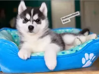 Black /White Girl , a female Siberian Husky for sale in Greensboro, NC – 1 of 1