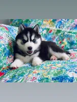BLACK/WHITE BLUE EYED GIRL , a female Siberian Husky for sale in Greensboro, NC – 6 of 9