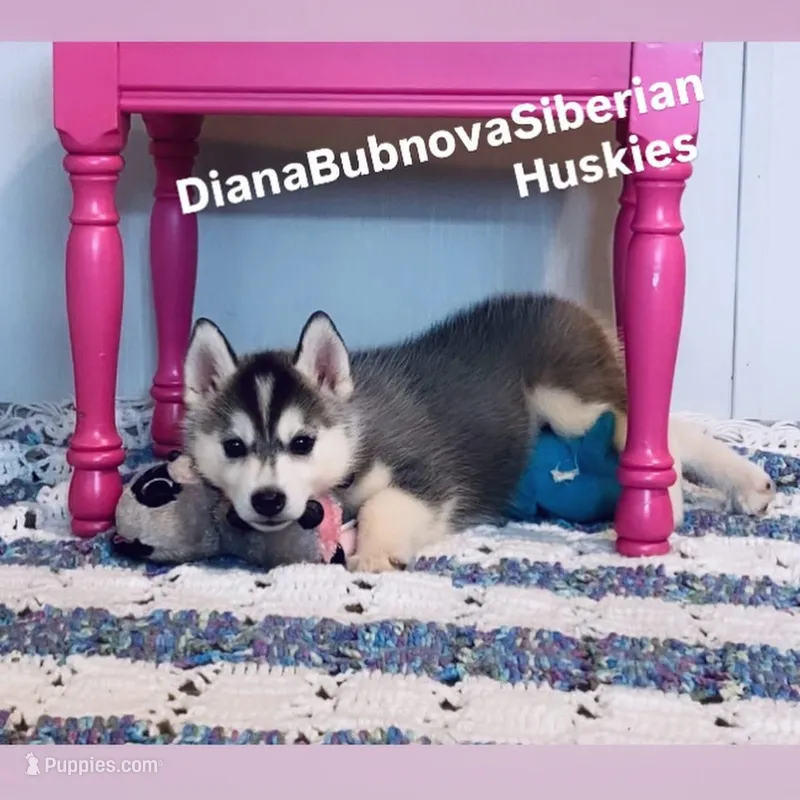 GIRL ( BLACK /WHITE )  – Siberian Husky puppy for sale in Greensboro, NC