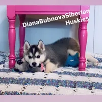 GIRL ( BLACK /WHITE ) , a female Siberian Husky for sale in Greensboro, NC – 1 of 4