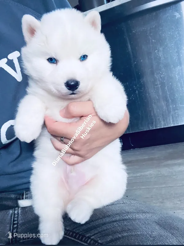 “ SNOW “ BLUE EYED BOY  – Siberian Husky puppy for sale in Greensboro, NC