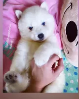 SNOW ( BLUE EYED BOY ) , a male Siberian Husky for sale in Greensboro, NC – Photo 5 of 5