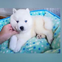 SNOW ( BLUE EYED BOY ) , a male Siberian Husky for sale in Greensboro, NC – Photo 2 of 5