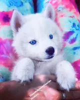 SNOW , a male Siberian Husky for sale in Greensboro, NC – Photo 4 of 5