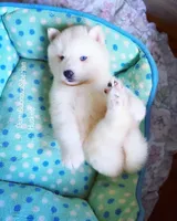 SNOW ( BLUE EYED BOY ) , a male Siberian Husky for sale in Greensboro, NC – Photo 3 of 5