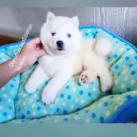 SNOW ( BLUE EYED BOY ) , a male Siberian Husky for sale in Greensboro, NC – Photo 1 of 5