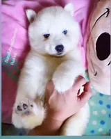 SNOW ( BLUE EYED BOY ) , a male Siberian Husky for sale in Greensboro, NC – Photo 4 of 5