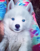 SNOW , a male Siberian Husky for sale in Greensboro, NC – Photo 5 of 5