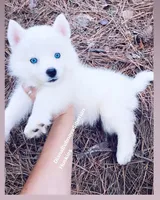 SNOW , a male Siberian Husky for sale in Greensboro, NC – Photo 2 of 5