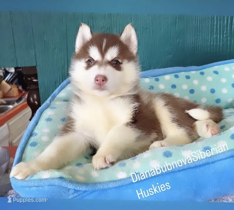 DARK RED GIRL  – Siberian Husky puppy for sale in Greensboro, NC