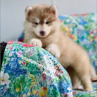 RED BEAR GIRL ( Green/Amber eyes) , a female Siberian Husky for sale in Greensboro, NC – 3 of 9