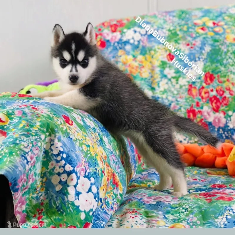 Black /White Girl ( Brown Eyes )  – Siberian Husky puppy for sale in Greensboro, NC