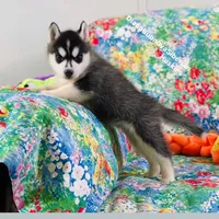 Black /White Girl ( Brown Eyes ) , a female Siberian Husky for sale in Greensboro, NC – 5 of 5