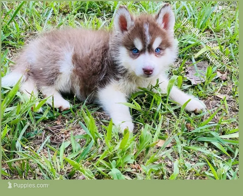 BLUE EYED DARK RED BOY  – Siberian Husky puppy for sale in Greensboro, NC