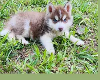 BLUE EYED DARK RED BOY , a male Siberian Husky for sale in Greensboro, NC – 1 of 7
