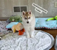 FREYA  ( RED GIRL ) , a female Siberian Husky for sale in Greensboro, NC – Photo 1 of 2