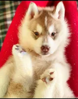 processed/5ca4fc2b-664b-488a-979d-0a454bd1d607/listing/c3d041a3-5e34-4a18-a405-7e88d87607c2/4befb352-ddf7-4624-93b2-3086a0463534