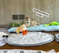 FREYA  ( RED GIRL ) , a female Siberian Husky for sale in Greensboro, NC – Photo 2 of 2