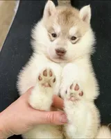 processed/5ca4fc2b-664b-488a-979d-0a454bd1d607/listing/c3d041a3-5e34-4a18-a405-7e88d87607c2/8c0e871a-da5b-4937-becf-2477e1b33d7e