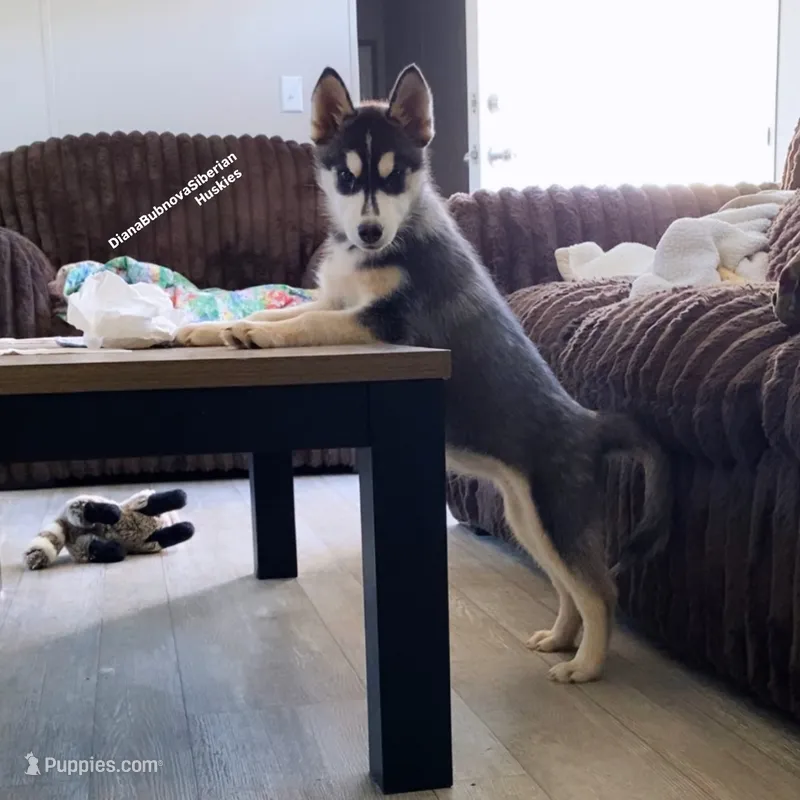 PUMA Black /White Girl ( Brown Eyes )  – Siberian Husky puppy for sale in Greensboro, NC