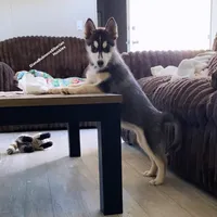 PUMA Black /White Girl ( Brown Eyes ) , a female Siberian Husky for sale in Greensboro, NC – 1 of 1