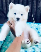 BLUE EYED PURE WHITE GIRL , a male Siberian Husky for sale in Greensboro, NC – 5 of 10